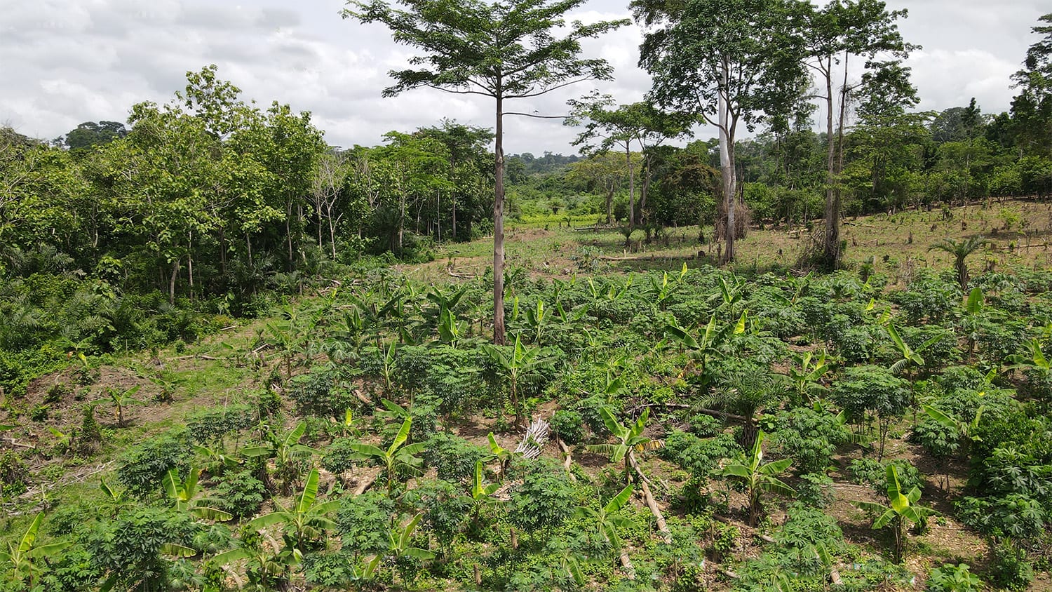 Establishment of 3No. 5Ha Coconut Plantation at Ataase Nkwanta, Menang and Mpentemmua