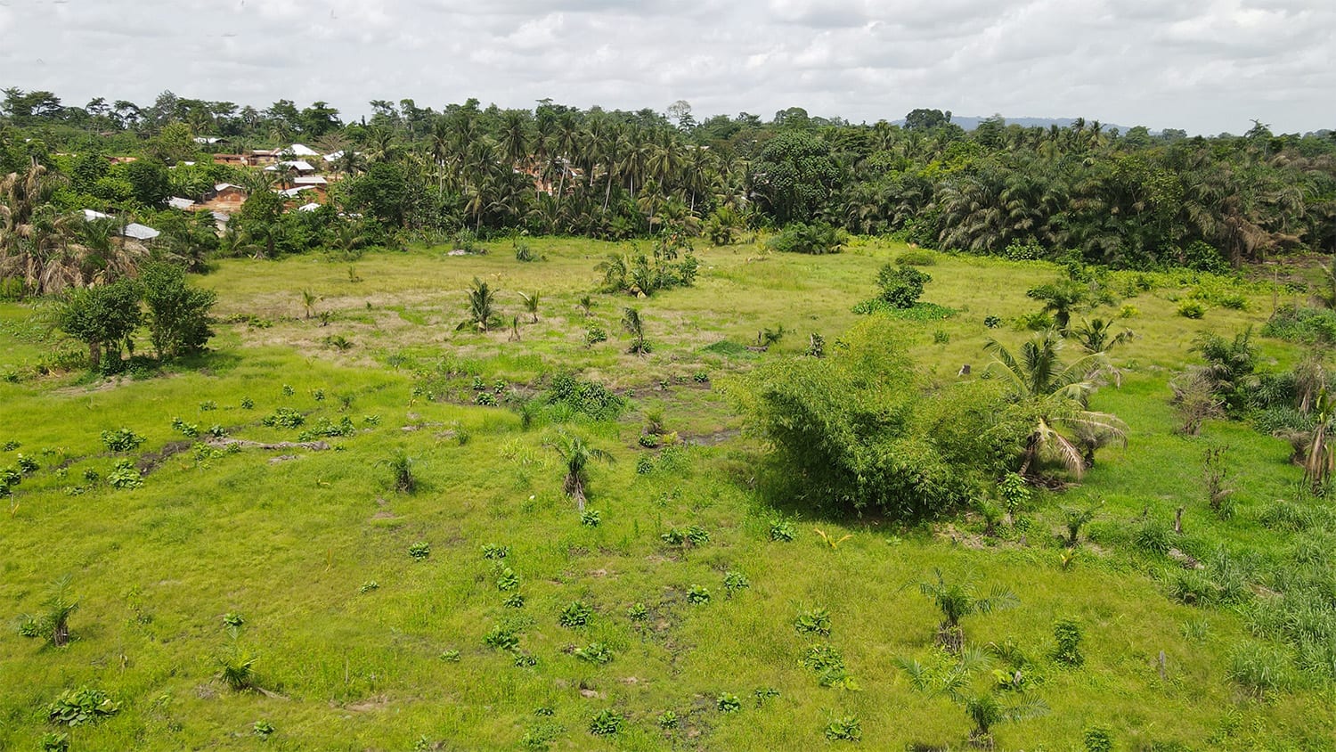 Establishment of 2No. 5Ha Coconut Plantation at Bronikrom 1 and2