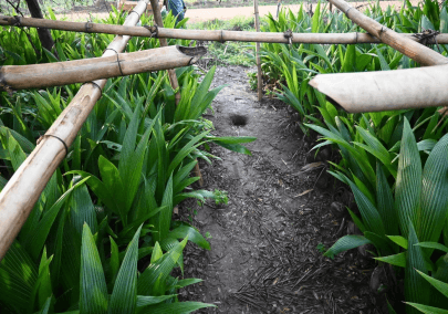 Rehabilitation of 12Ha Degraded Communal Land using Coconut Trees including 20,000 Nursery