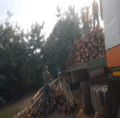 Expansion of Rural Electrification Project in the District (600 Poles Supplied)