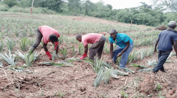 Distribution of One million Pineapple suckers to farmers