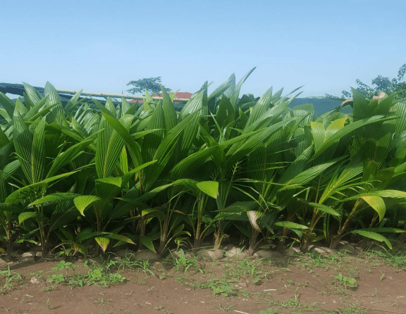 Nursery of 37,612 Coconut Seedlings to Farmers under PERD