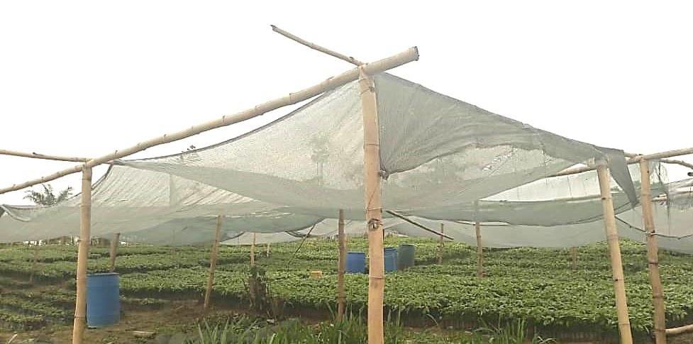 Supply of 652,000 Cocoa Nurseries to Farmers of Akrofuom District Under PERD