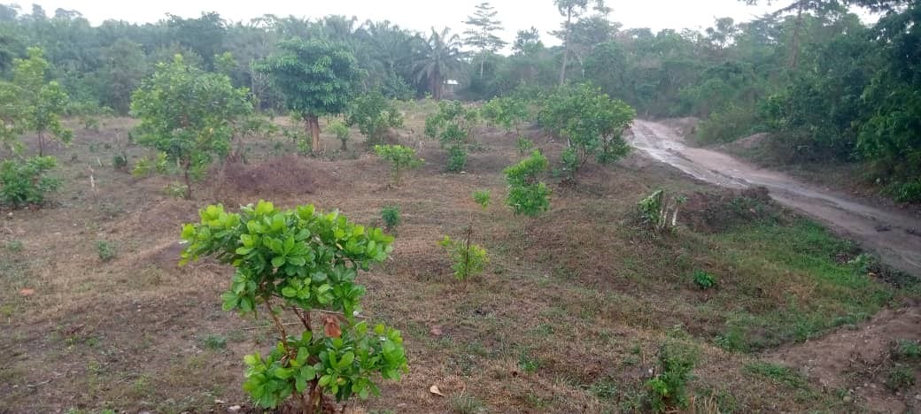 Ghana Productive Safety Net Project at Nsuta