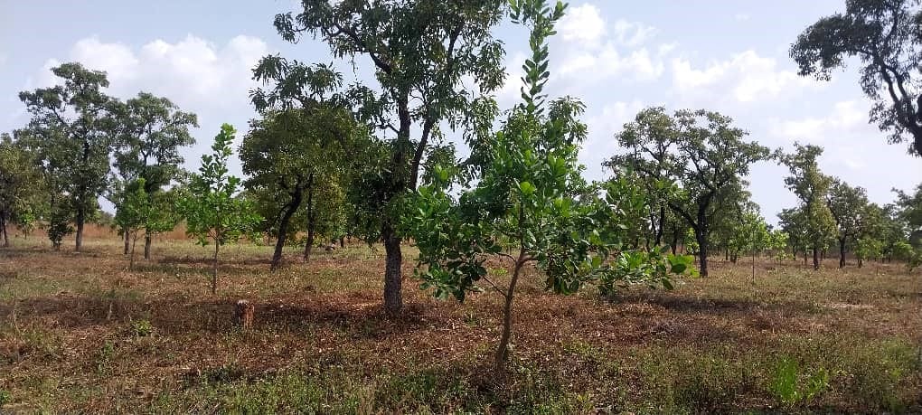 Ghana Productive Safety Net Project at Mbawupe