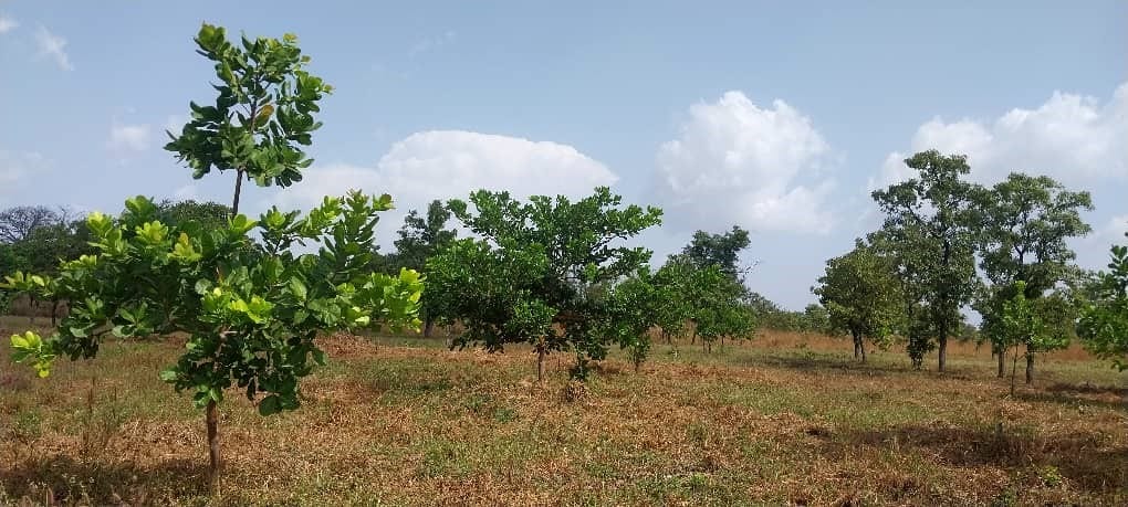 Ghana Productive Safety Net Project at Yahayayili