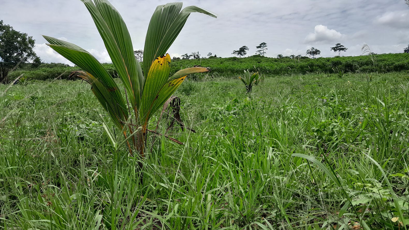 Rehabilitation of 20 hectare degraded land using coconut trees at Attakwa