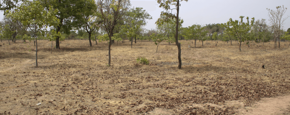 Ghana Productive Safety Net Project
