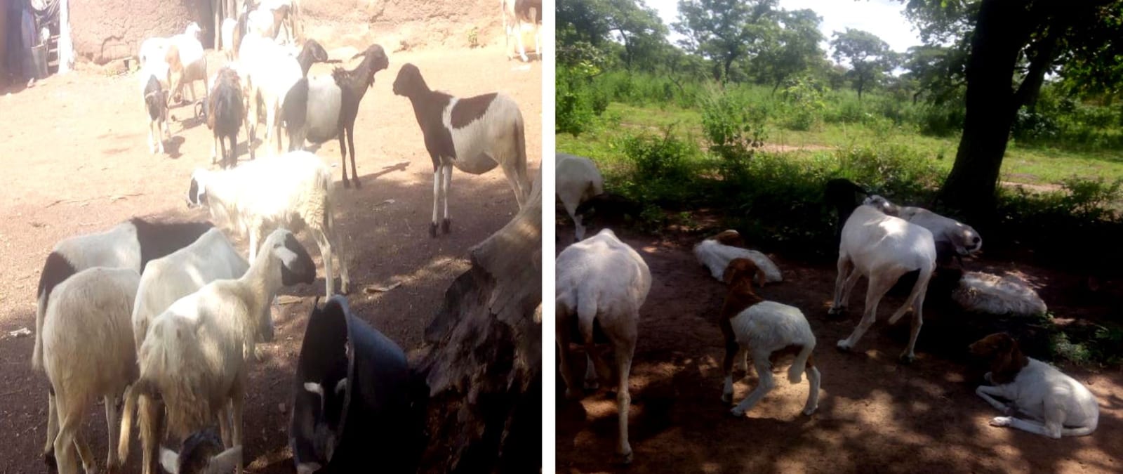 Provision of Crop Seeds,small ruminants and Logistics to farmers Municipal-wide